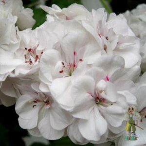 Пеларгония плющелистная Pac White Pearl