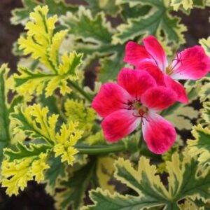 Пеларгония уникум Phyllis