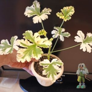 Пеларгония уникум Phyllis