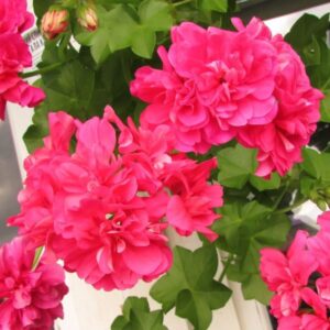 Пеларгония плющелистная Pink Chart
