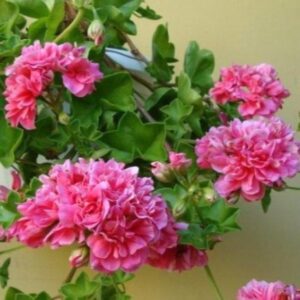 Пеларгония плющелистная Pink Chart