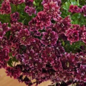 Пеларгония ангел Quantock Double Diamond