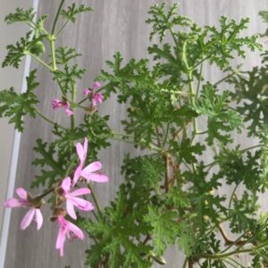 Пеларгония душистая Radens