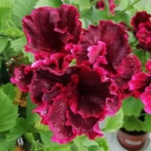Пеларгония королевская Rimfire