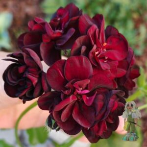 Пеларгония плющелистная Royal Black Rose