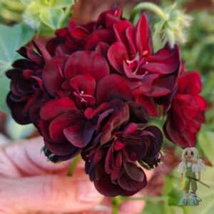 Пеларгония плющелистная Royal Black Rose