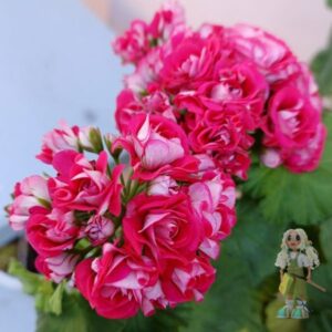 Пеларгония зональная Розы Будды (усл.)