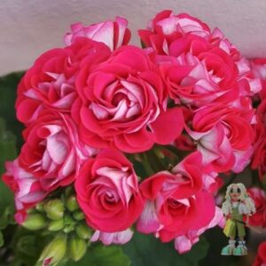 Пеларгония зональная Розы Будды (усл.)