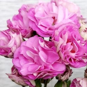 Пеларгония гибридная Селена Эрса