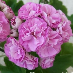 Пеларгония гибридная Селена Эрса