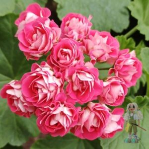 Пеларгония зональная Селеста Джулия