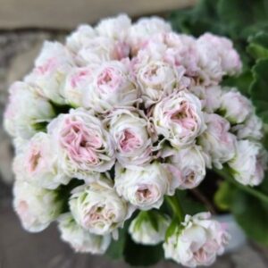 Пеларгония зональная СиМ-Дамский Каприз