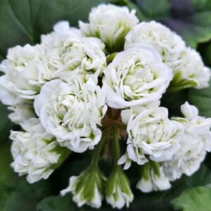 Пеларгония зональная СиМ-Дамский Каприз