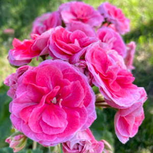 Пеларгония зональная СиМ-Диадема