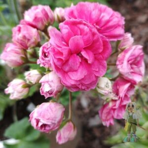 Пеларгония зональная СиМ-Диадема