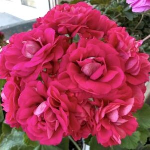 Пеларгония зональная СиМ Флоренция