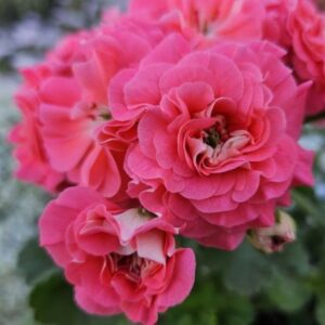 Пеларгония зональная СиМ-Поэзия