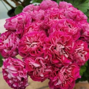 Пеларгония зональная СиМ Пралине