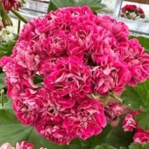 Пеларгония зональная СиМ Пралине