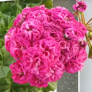 Пеларгония зональная СиМ Утренняя Роса