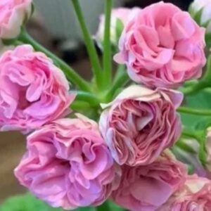 Пеларгония зональная СиМ-Валенсия