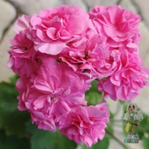 Пеларгония гибридная СиМ-Заветная мечта