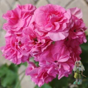 Пеларгония гибридная СиМ-Заветная мечта