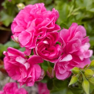 Пеларгония плющелистная Belladonna Fisbella или Sybil Holmes