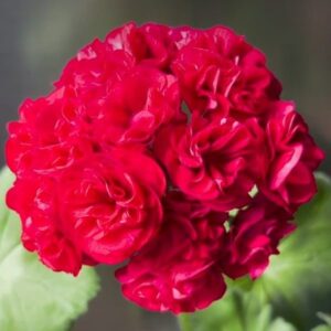 Пеларгония зональная ТА-Амазонка