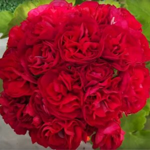 Пеларгония зональная ТА-Амазонка