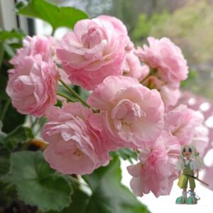 Пеларгония гибридная ТА-Эммануэль