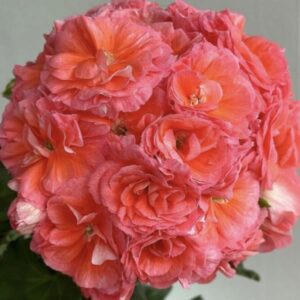 Пеларгония зональная ТА-Леди Винтер