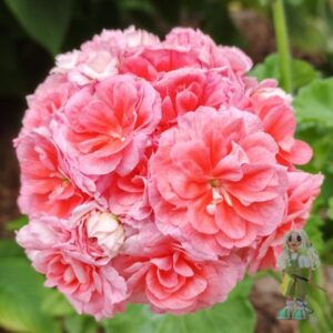 Пеларгония зональная ТА-Леди Винтер