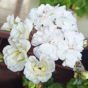 Пеларгония зонартик ТА-Лимончелло