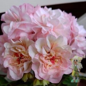 Пеларгония гибридная ТА-Марсель