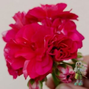 Пеларгония зональная ТА-Сулико