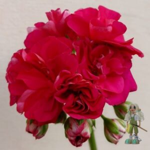 Пеларгония зональная ТА-Сулико