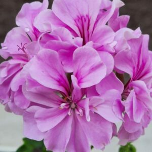 Пеларгония плющелистная Tenerife Magic