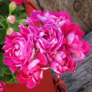 Пеларгония плющелистная Tess Влада