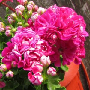 Пеларгония плющелистная Tess Влада