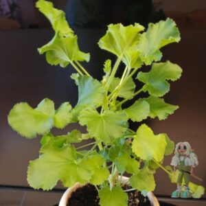 Пеларгония душистая Torrento Cola