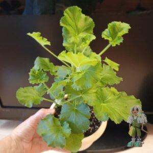 Пеларгония душистая Torrento Cola