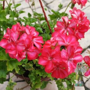 Пеларгония плющелистная Toscana Okka