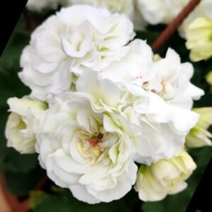 Пеларгония зональная УГ-Айгуль