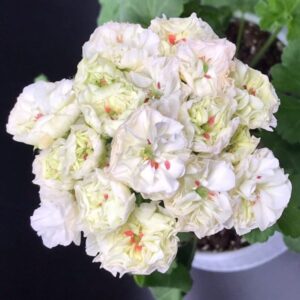 Пеларгония зональная УГ-Айгуль