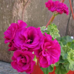 Пеларгония плющелистная Variegated Giroflee