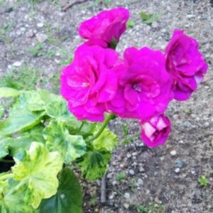 Пеларгония плющелистная Variegated Giroflee