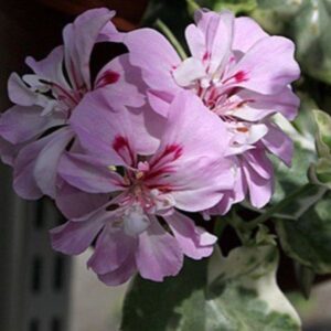 Пеларгония плющелистная Wood’s Surprise