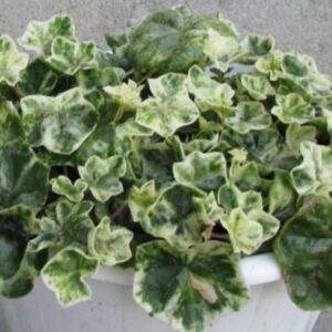 Пеларгония плющелистная Wood’s Surprise