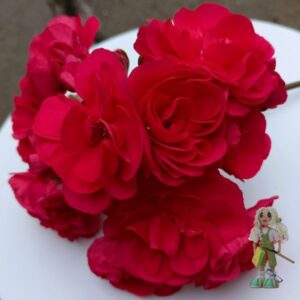 Пеларгония зональная Ю-Анна Каренина